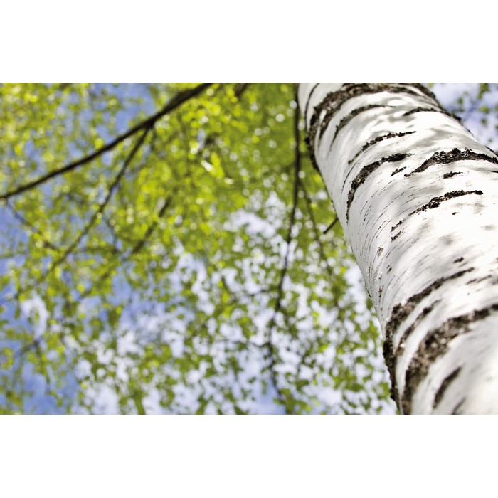 108/MO6691_40F_Birch Tree 01